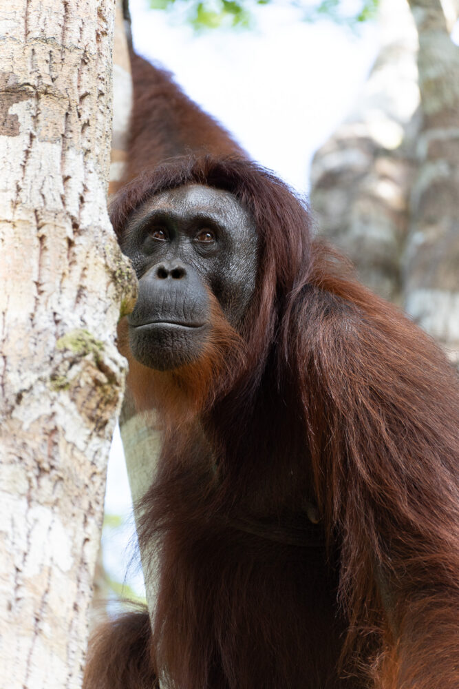 one young orangutan staring off into the distance while hanging in a tree. 