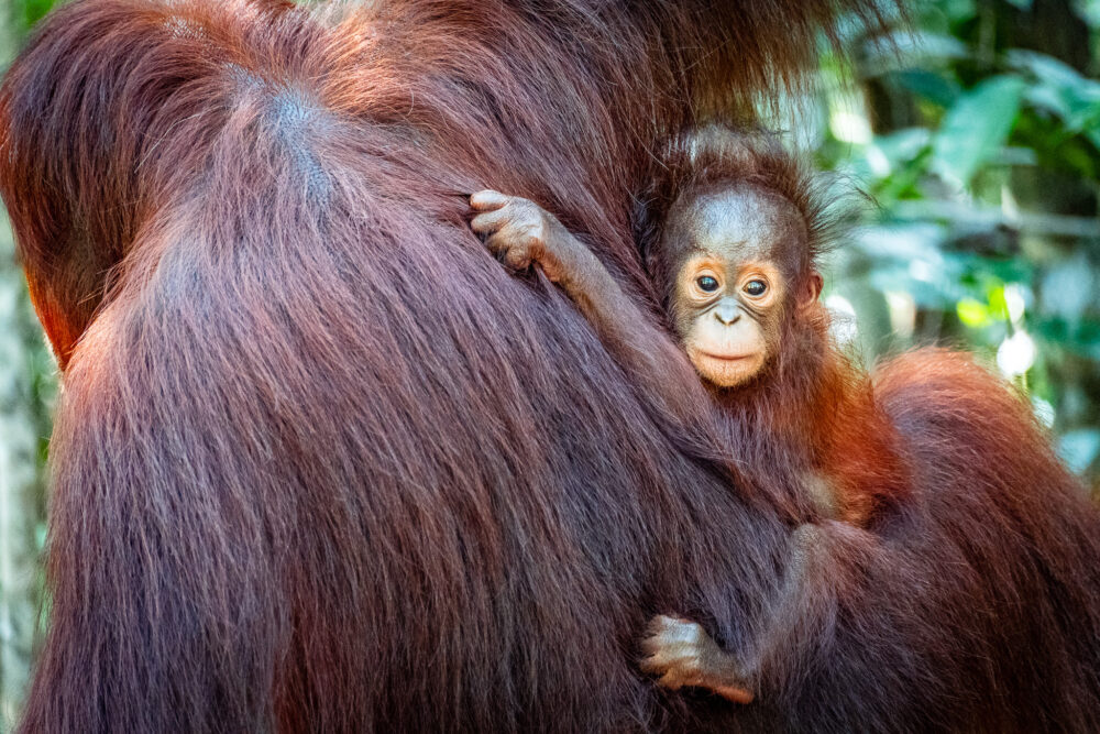 Close up of a baby orangutan clinging to it's mothers back 