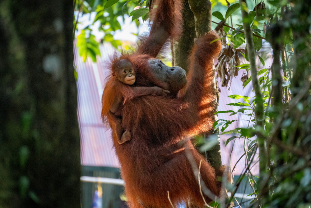 Baby orangutan holding onto it's mothers back as it climbs up a tree. 