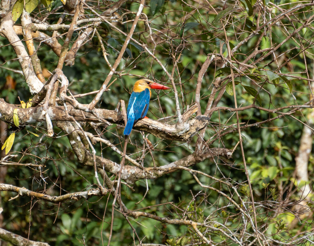 Stork-billed kingfisher sitting in the trees 