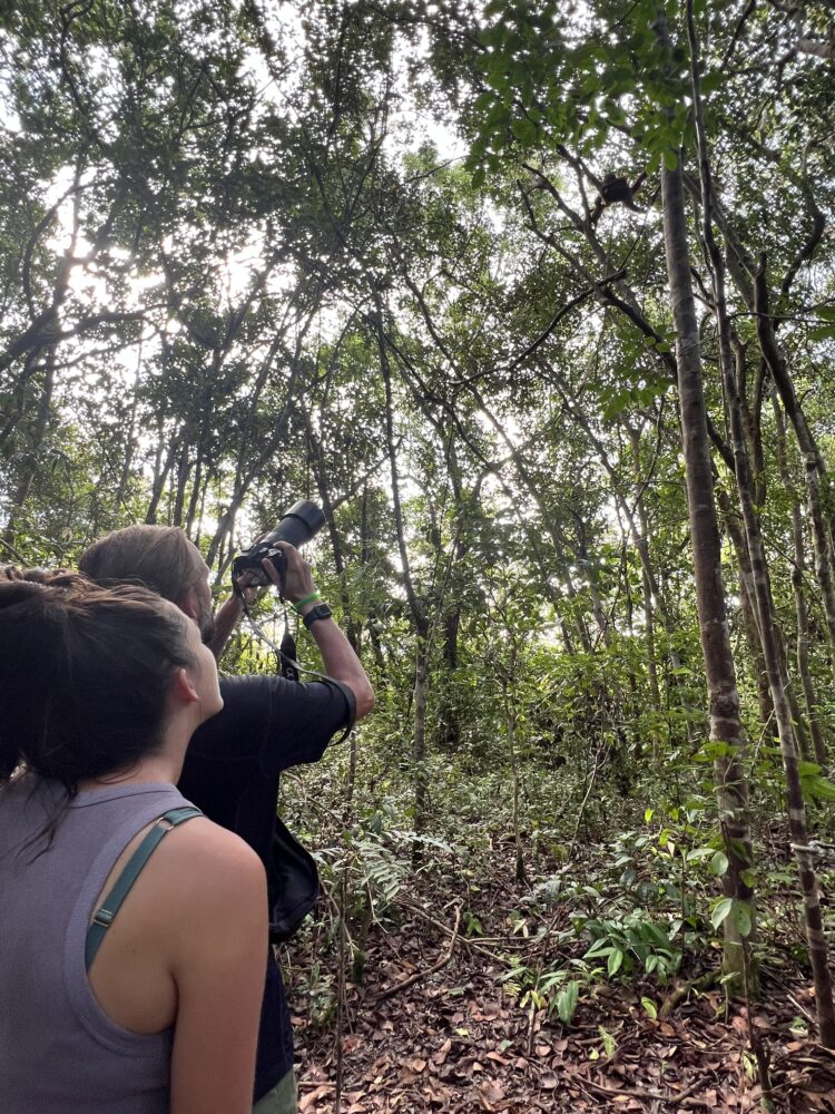 A couple snapping photos of an orangutan high in the trees. 