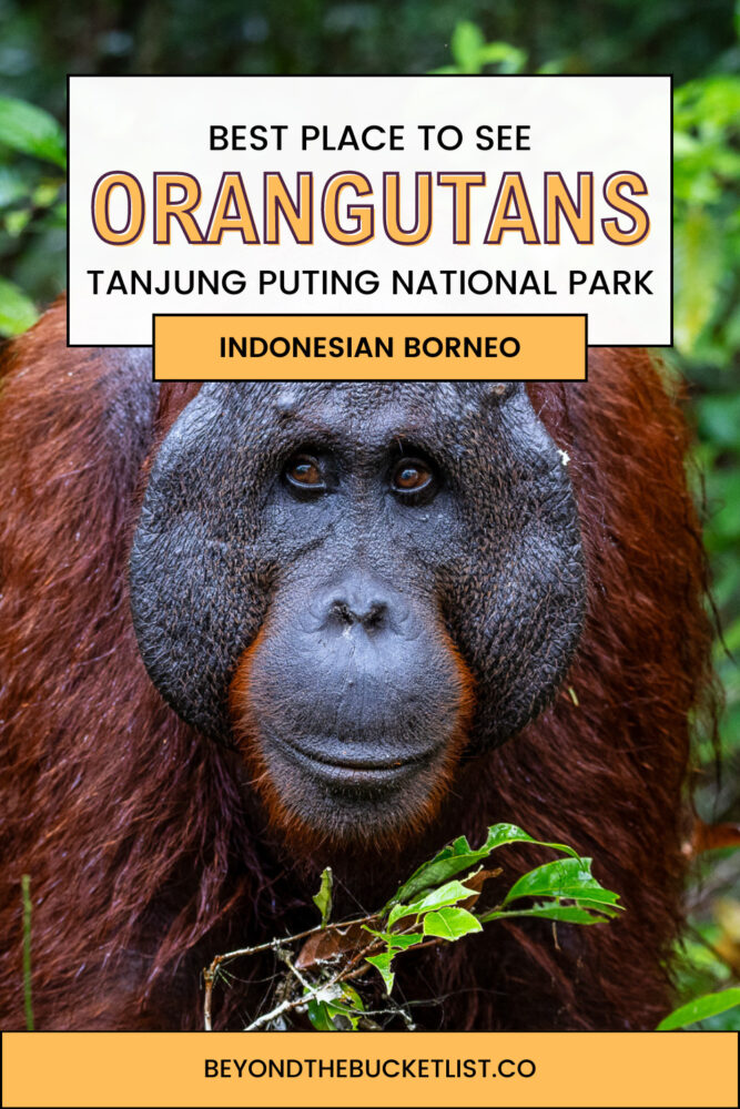 best time of year to visit orangutans in borneo