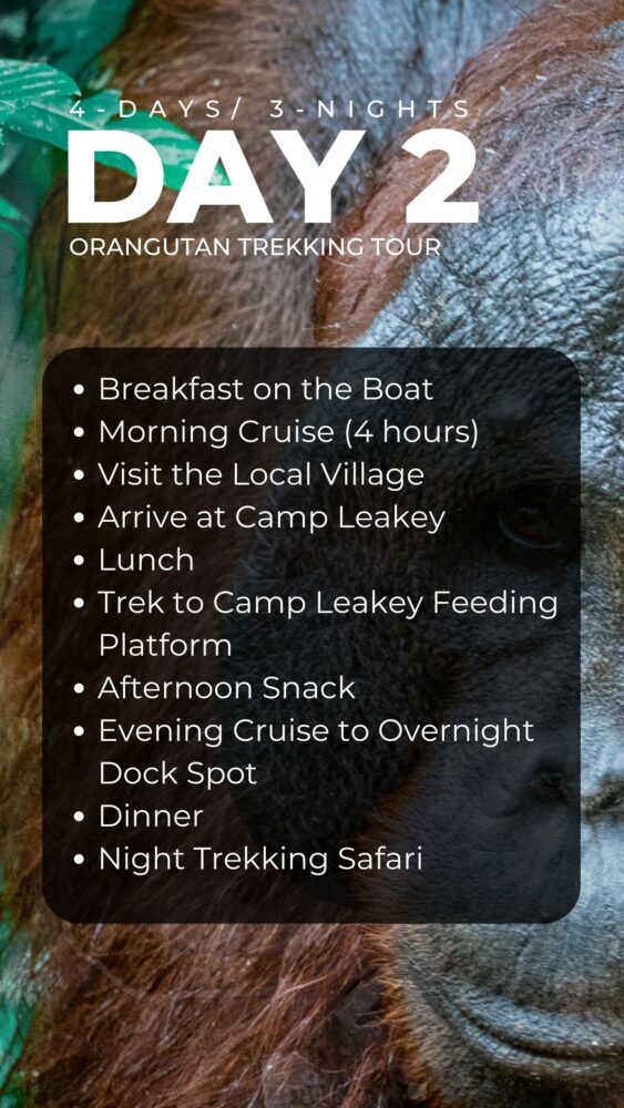 The day 2 itinerary of an orangutan trekking tour. 