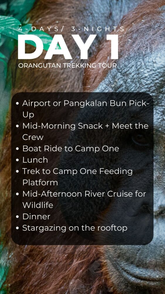 The day 1 itinerary of an orangutan trekking tour. 