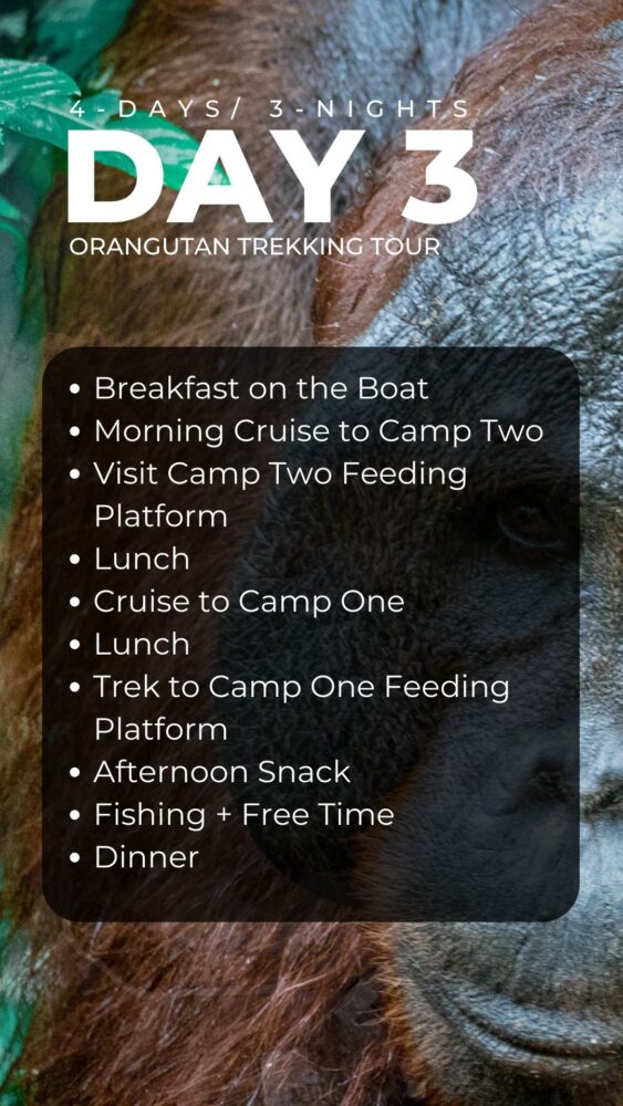 The day 3 itinerary of an orangutan trekking tour. 