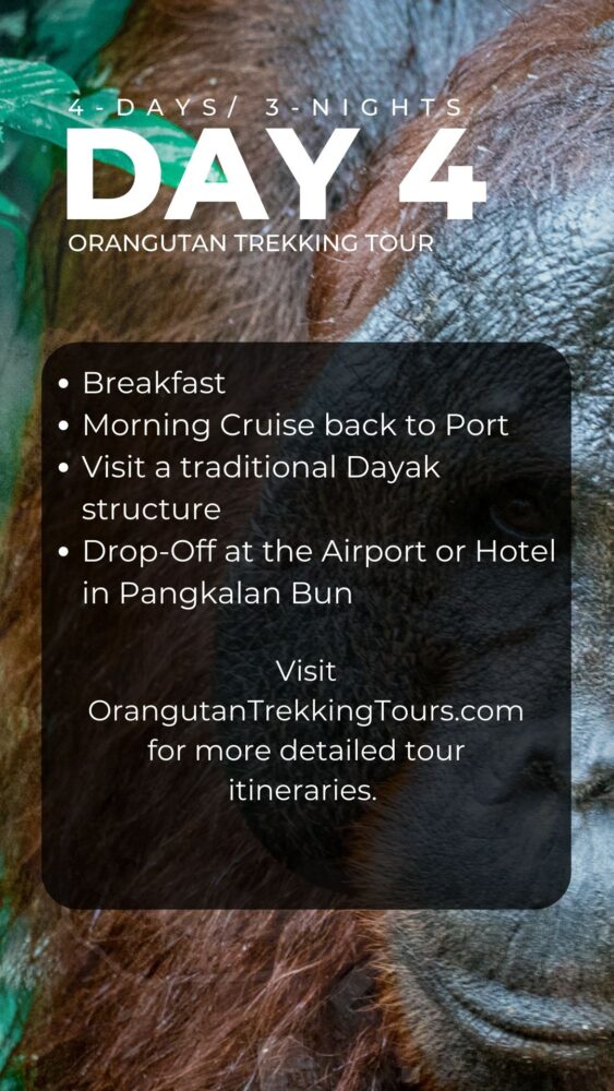 The day 4 itinerary of an orangutan trekking tour. 