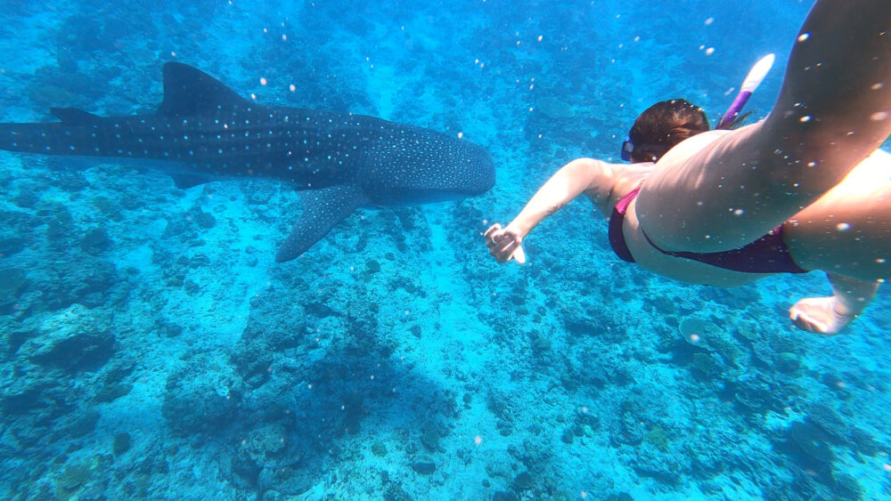 woman swimming with whale shark 