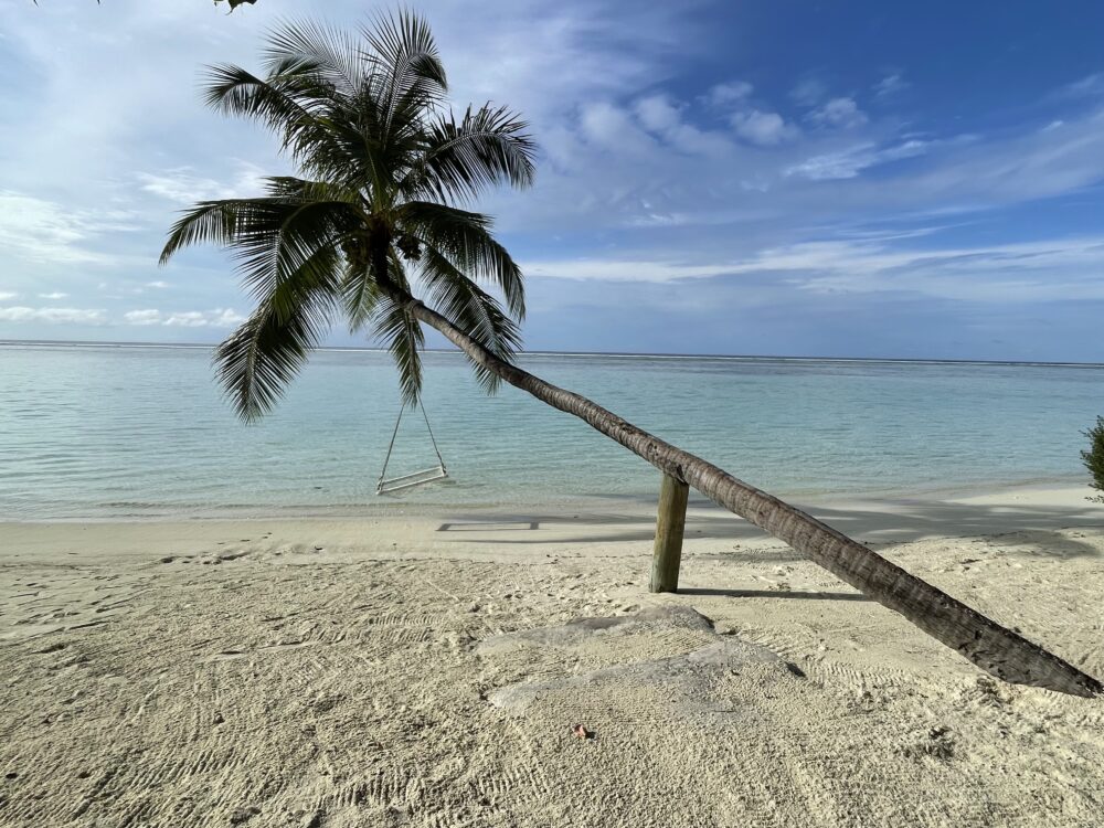 Palm tree with a white swing on it on a pretty beach