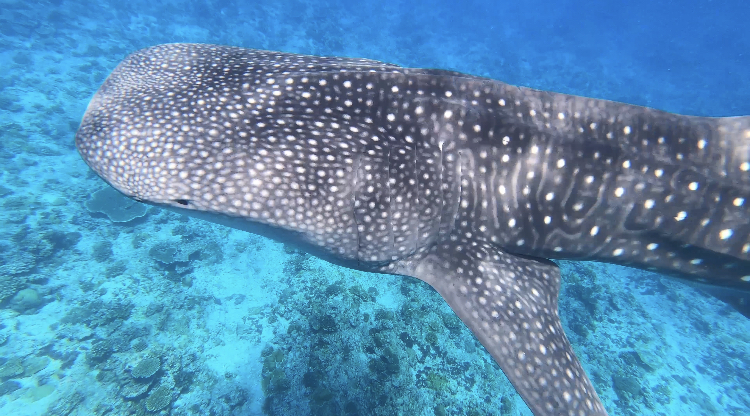 Whale shark swimming in the ocean 
