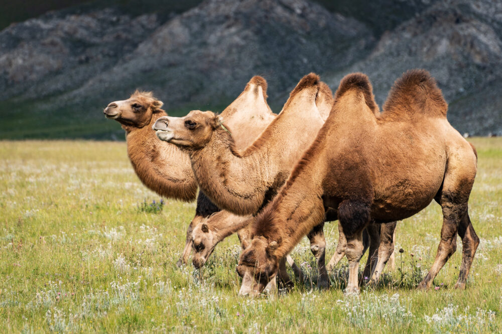 a small herd of bactrian camels 