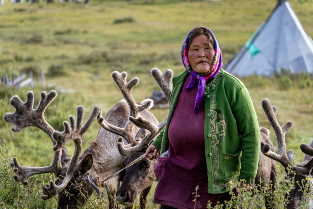 A woman walking her reindeer in the taiga 