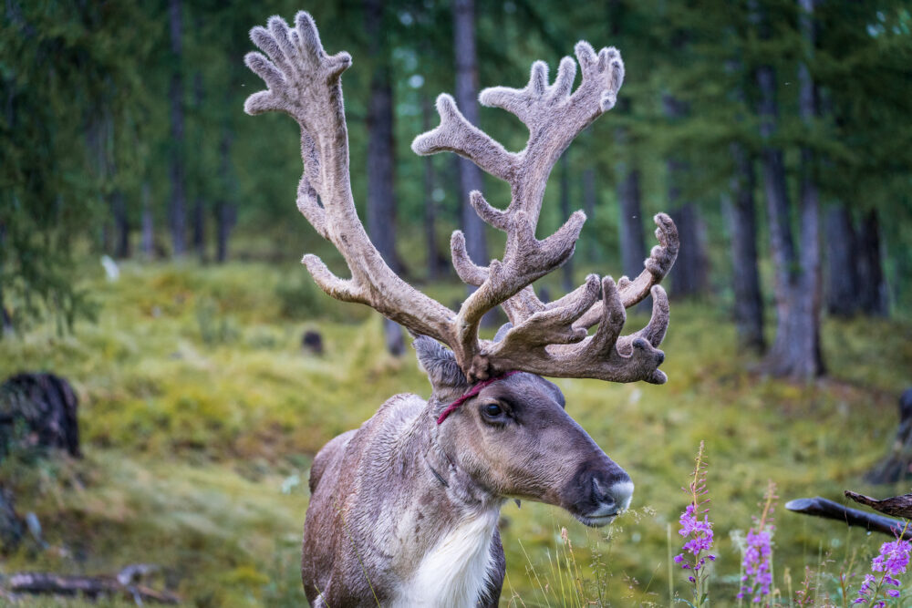 one reindeer in the forest 