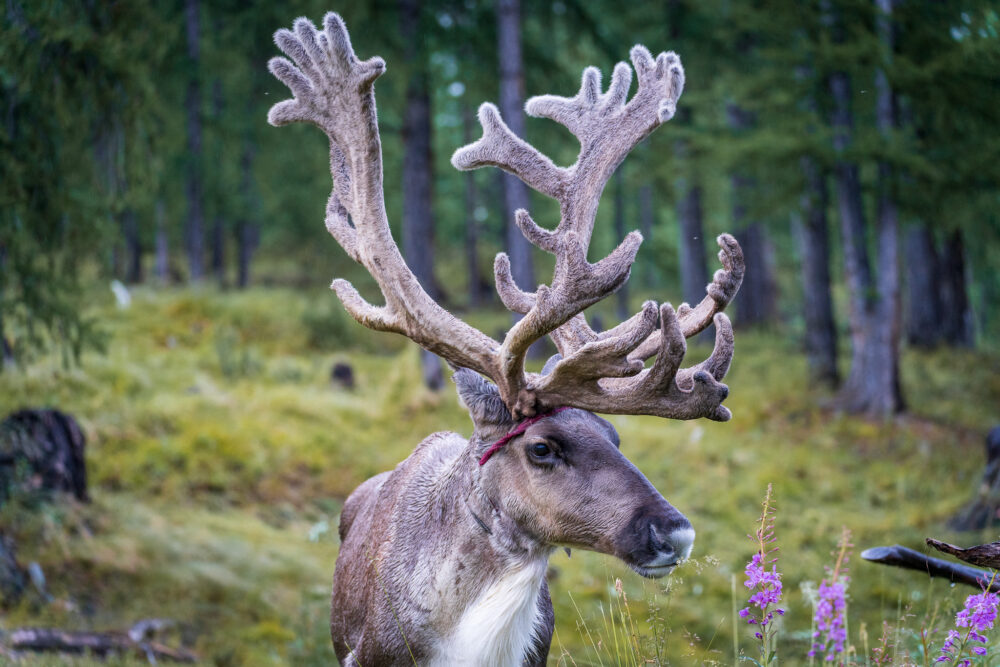 A reindeer in the forest. 