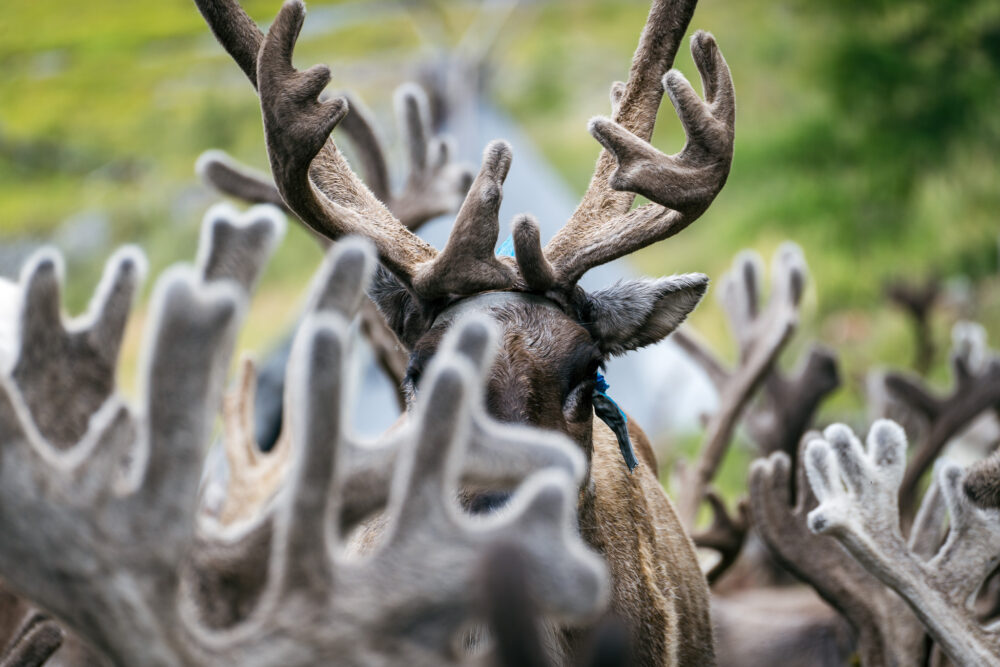 reindeer in the taiga 