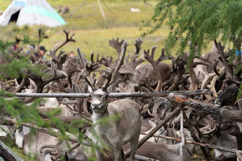 a herd of reindeer 