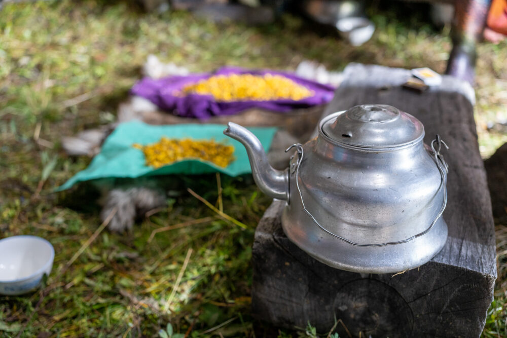 The tea kettle and natural herbs used in the Mongolian reindeer herder camp 