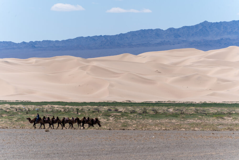 The gobi desert rolling sand dunes with camels in the foreground and mountains in the back 