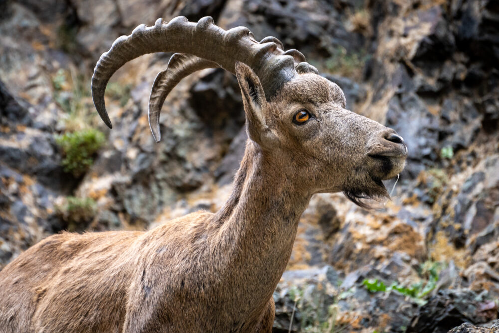 Close up of an endangered ibex 