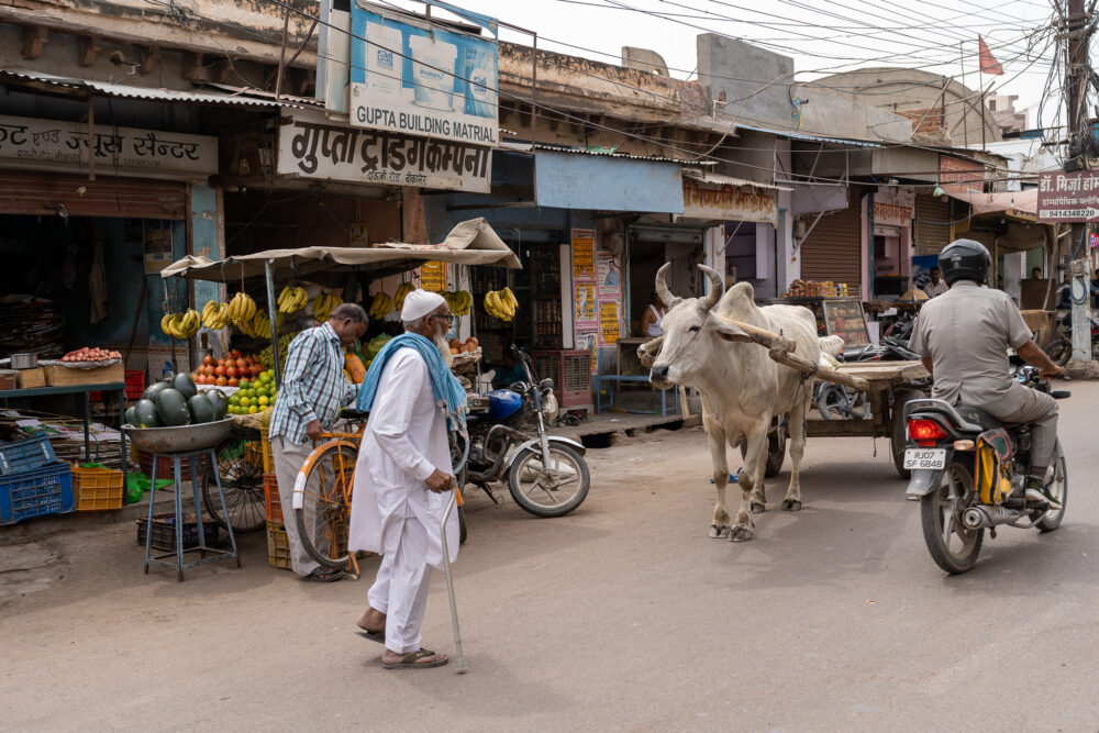 Man walking down the street in india near a cow pulling a cart. 