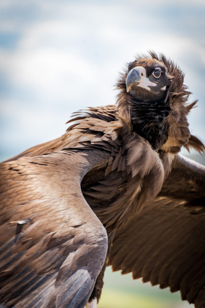 close up of a vulture 