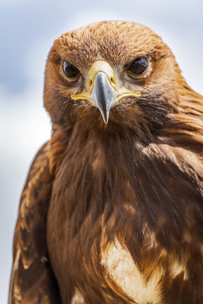 close up of a hawk in Mongolia 