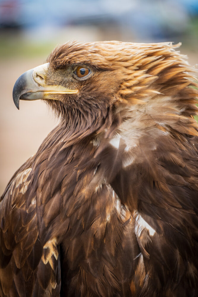 Close up of bird of prey in Terelj National Park 