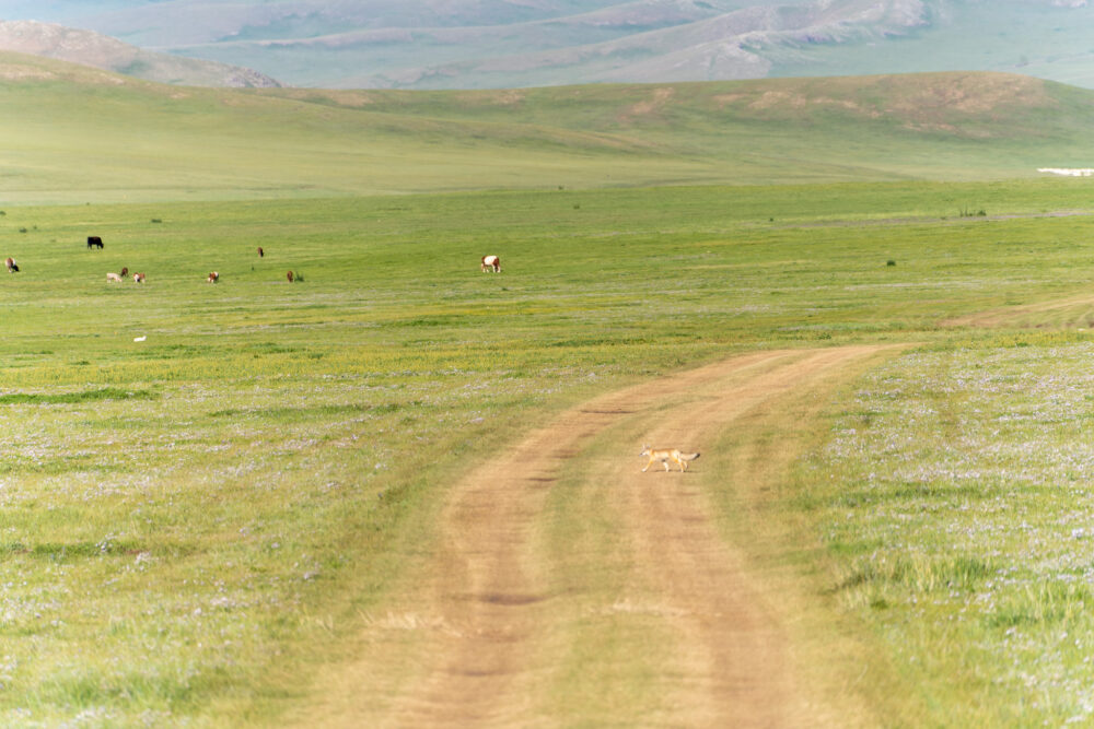 fox in a road in Mongolia 