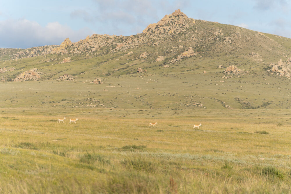 Deer in a field inside Hustai National Park 