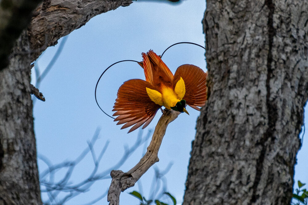 The red bird of paradise displaying his colors 