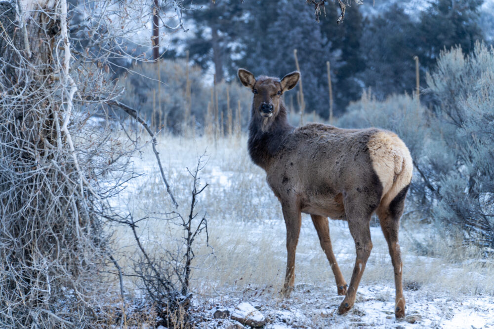 elk standing in snow in yellowstone 