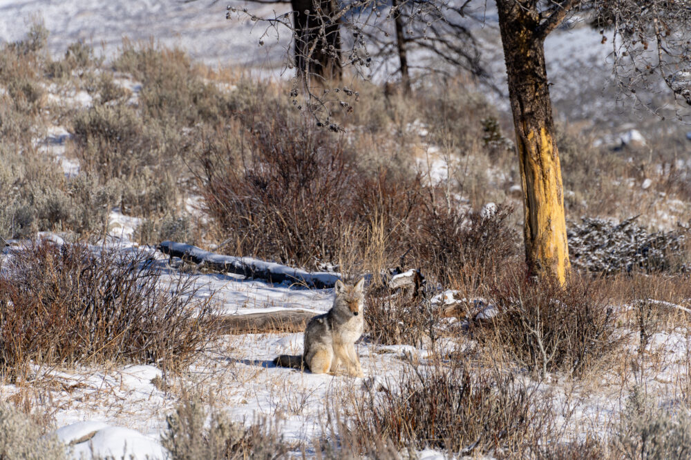 coyote sitting in the snow in yellowstone 