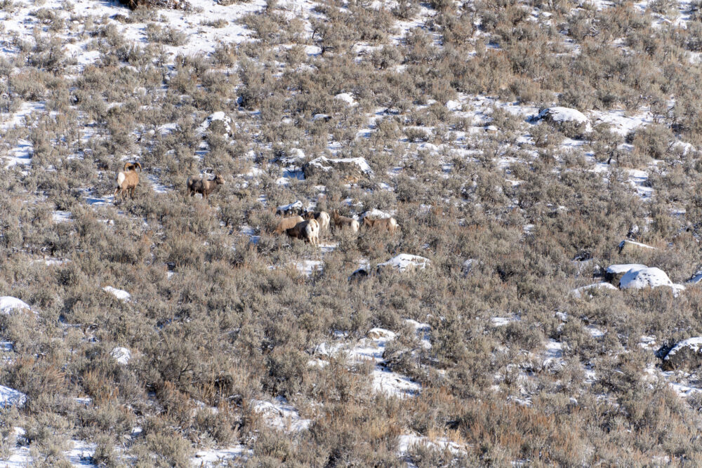 big horn sheep herd in yellowstone in winter 