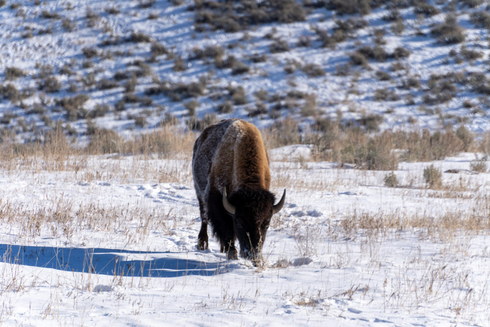 bison grazing in the snowy grass 