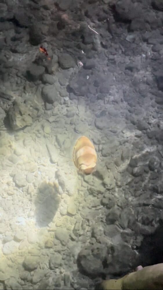 a cuttlefish in the water at night 