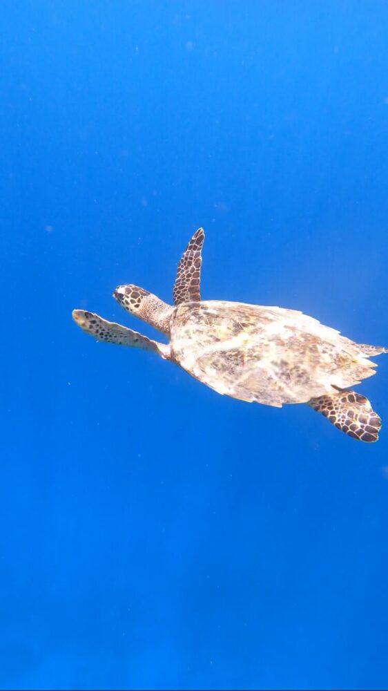a turtle swimming underwater in blue ocean 
