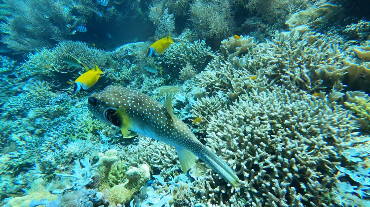 underwater still of a pufferfish and corals 