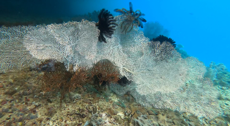 Unique white fan coral in Raja Ampat 