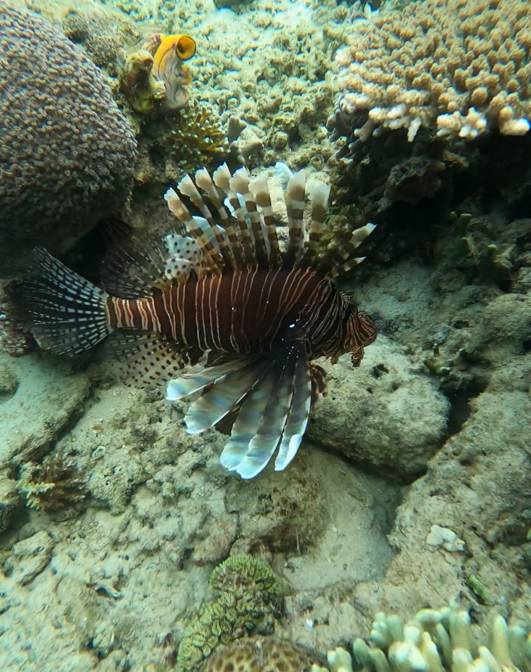 a lion fish under water in raja ampat. 