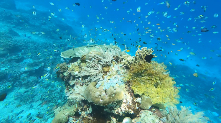 Many fish around a large coral structure 