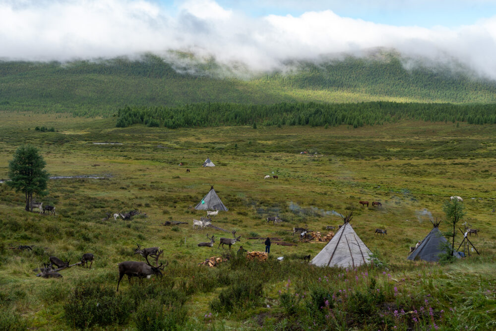 many teepee in a big grassy field with reindeer grazing around 