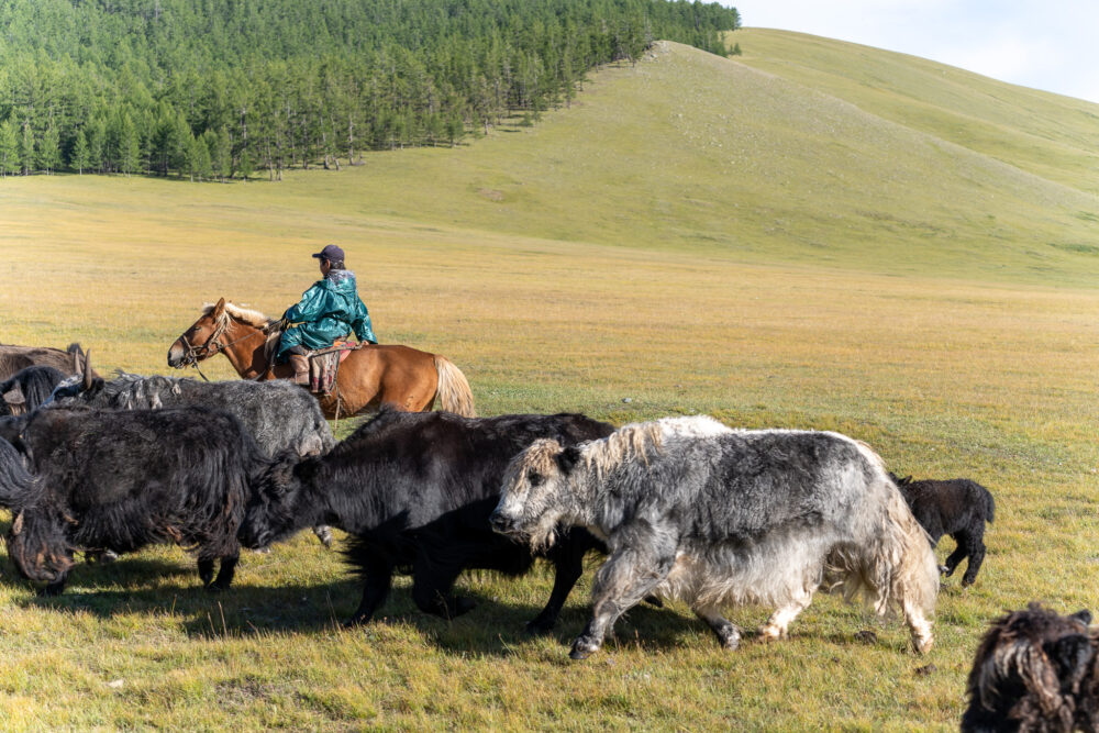 Mongolian herder with several yaks around him 