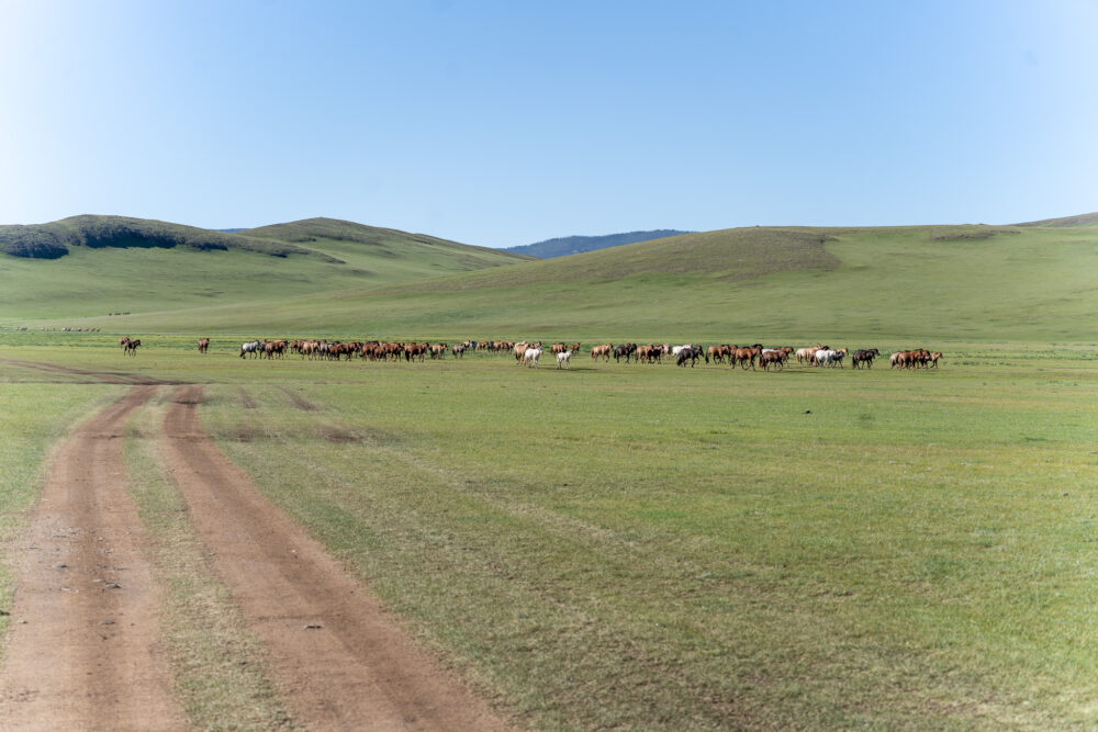 Dirt road through a grassy field with horses in the remote mongolian terrain. 