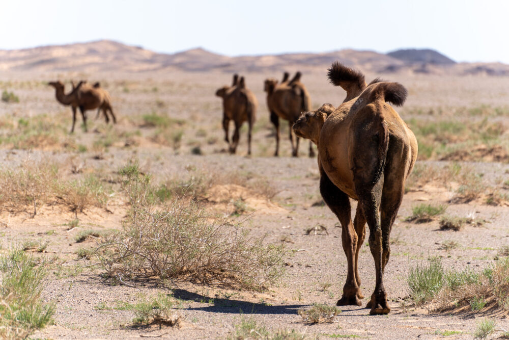 camels walking through the deset 