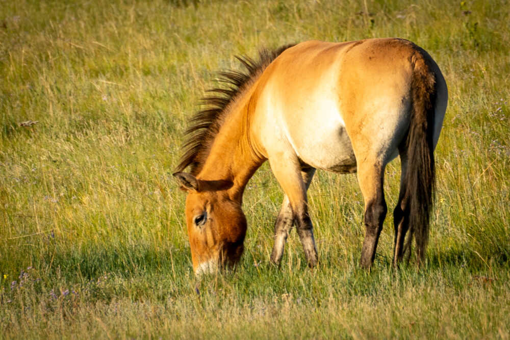 A wild horse in Mongolia 