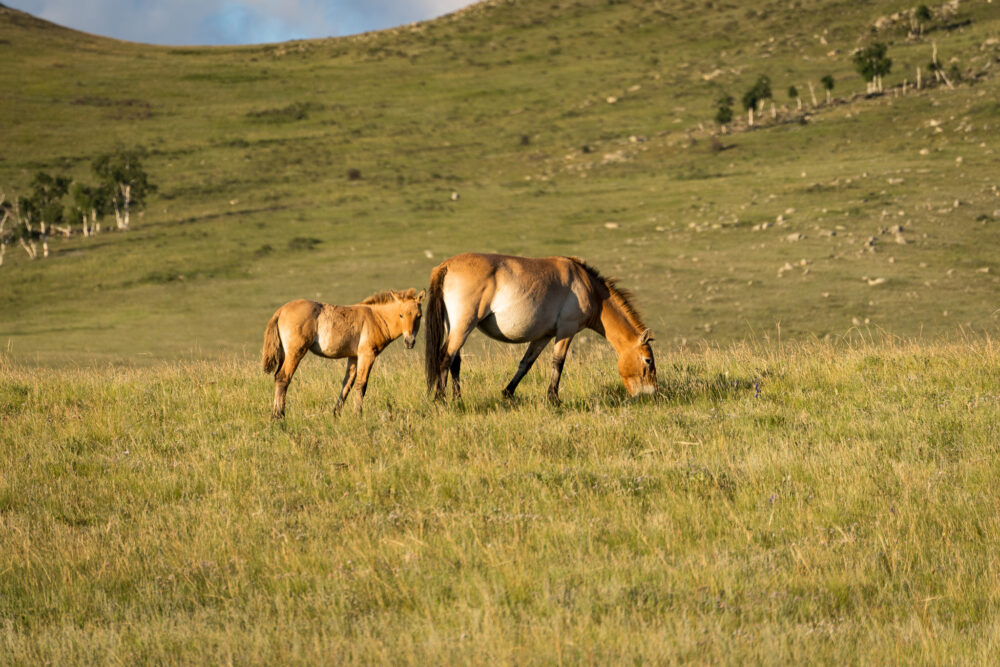 two horses grazing in a grassy landscape 