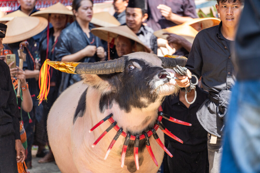 cow wearing red necklace for Tana Toraja Funerals