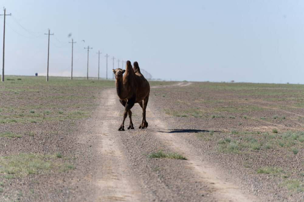 Camel crossing a dirt road. 