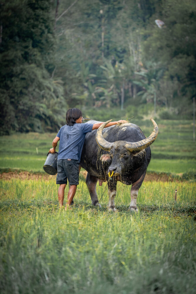 sulawesi travel advice