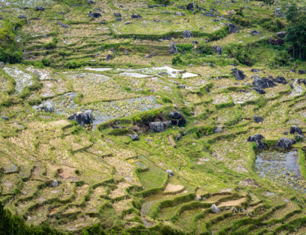 green rice terraces