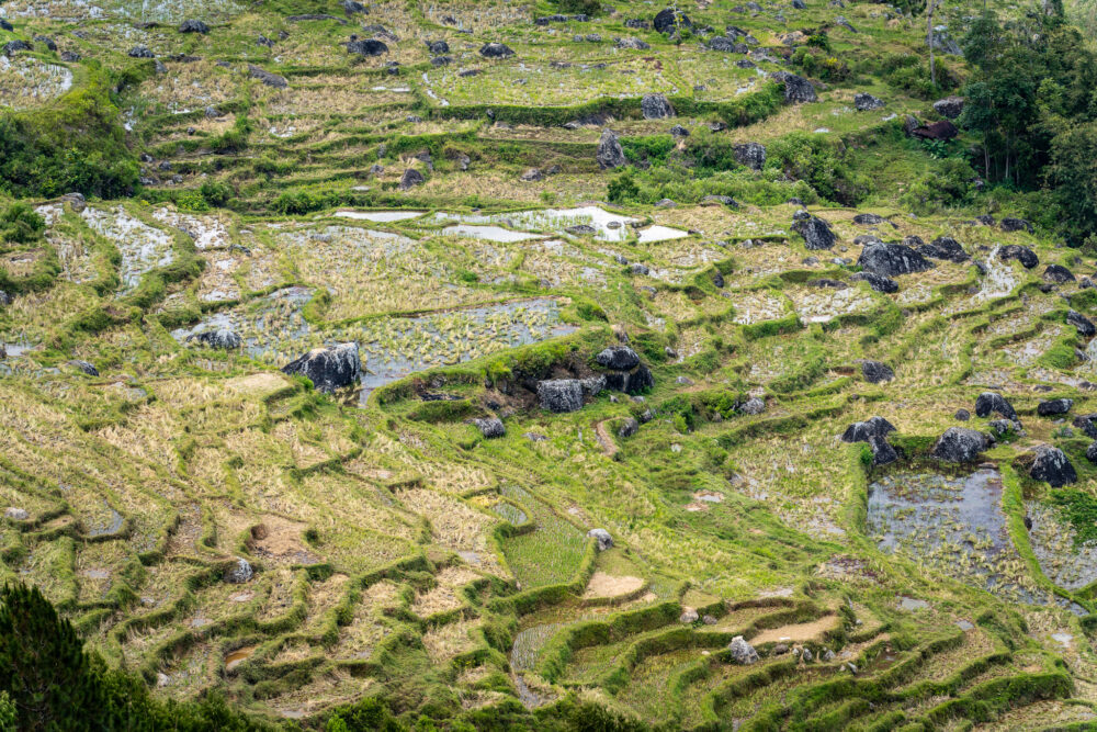 green rice terraces